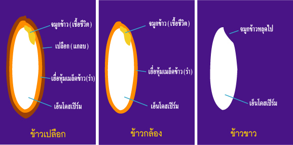 ลักษณะของข้าว
