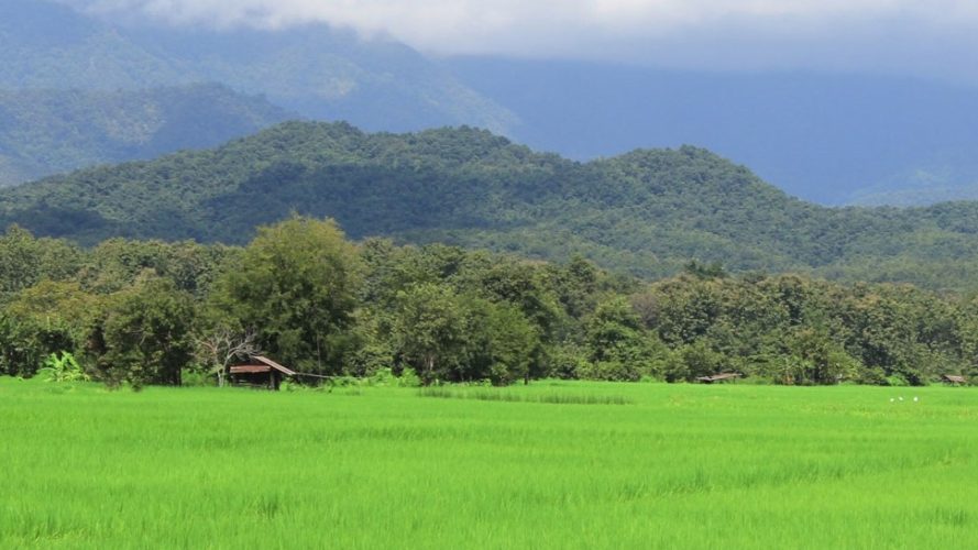วิวทุ่งนาบ้านไร่ต้นฝัน